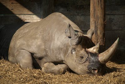 Black Rhino Lying Down - Diceros Bicornis Michaeli - Howletts