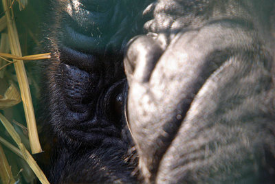 Resting Western Lowland Gorilla - Gorilla Gorilla Gorilla - Howletts