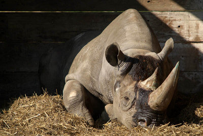 Black Rhino Lying Down - Diceros Bicornis Michaeli - Howletts 02