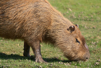 Grazing Capybara - Hydrochaeris Hydrochaeris - Howletts 02