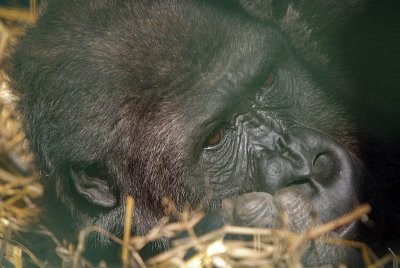 Western Lowland Gorilla - Gorilla Gorilla Gorilla - Howletts 03