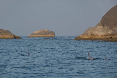 Dolphin Fins off Monkey Island