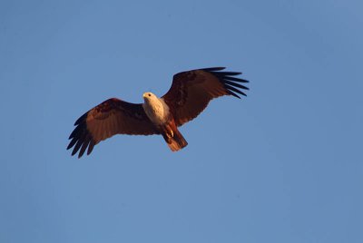 Brahminy Kite in Flight Arambol