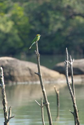Green Bee Eater Perched on Fishing Stick