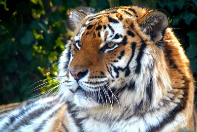 Sumatran Tiger - Panthera Tigris Sumatrae - Howletts 08