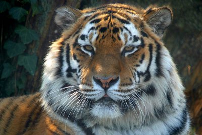 Sumatran Tiger - Panthera Tigris Sumatrae - Howletts 10