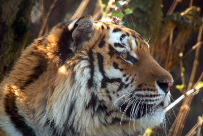 Sumatran Tiger - Panthera Tigris Sumatrae - Howletts 04