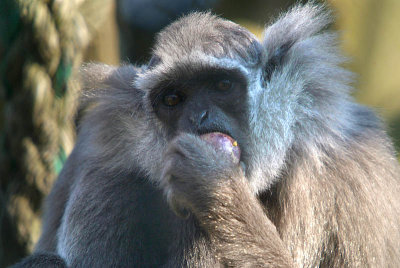 Javan Gibbon - Hylobates Moloch - Howletts 04
