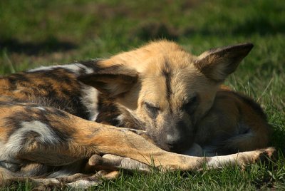 African Wild Dog - Lycaon Pictus - Howletts