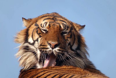 Bengal Indian Tiger - Panthera Tigris Tigris - Howletts 02