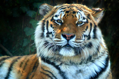 Sumatran Tiger - Panthera Tigris Sumatrae - Howletts 06