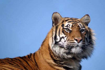 Bengal Indian Tiger - Panthera Tigris Tigris - Howletts 03