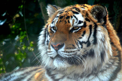 Sumatran Tiger - Panthera Tigris Sumatrae - Howletts 09