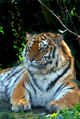 Sumatran Tiger - Panthera Tigris Sumatrae - Howletts 07