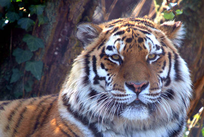Sumatran Tiger - Panthera Tigris Sumatrae - Howletts 03