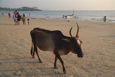 Cow on Palolem Beach
