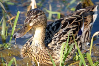 Female Mallard Duck in Reeds River Dour