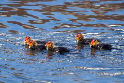 Five Young Coots River Dour 02