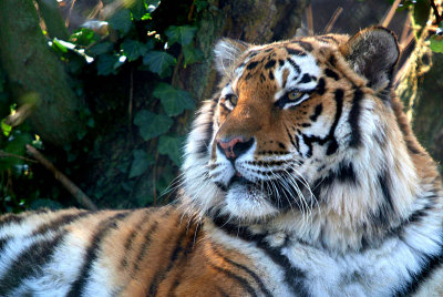 Sumatran Tiger - Panthera Tigris Sumatrae - Howletts 11