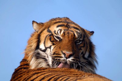 Bengal Indian Tiger - Panthera Tigris Tigris - Howletts