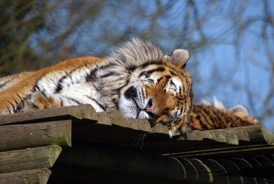 Resting Sumatran Tiger - Panthera Tigris Sumatrae - Howletts 03