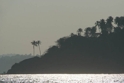 Palm Trees on Monkey Island