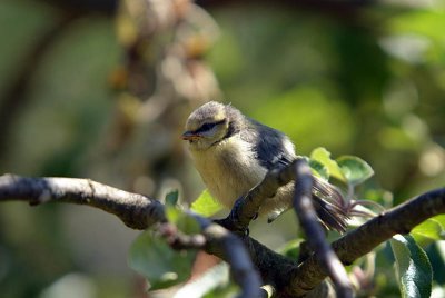 Baby Blue Tit in Tree Howletts 02