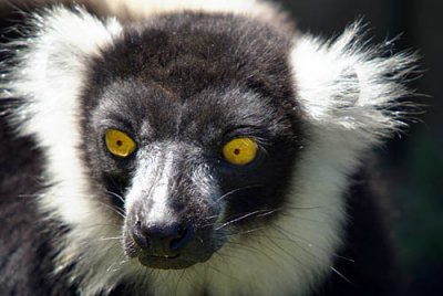Black and White Ruffed Lemur - Varecia Variegata Variegata - Howletts 09