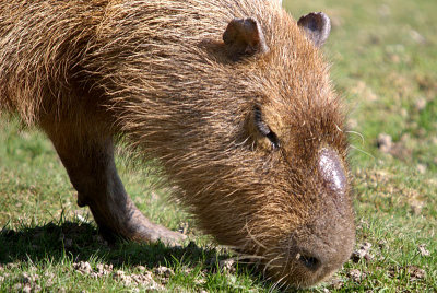 Grazing Capybara - Hydrochaeris Hydrochaeris - Howletts