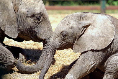 Two Young African Elephants