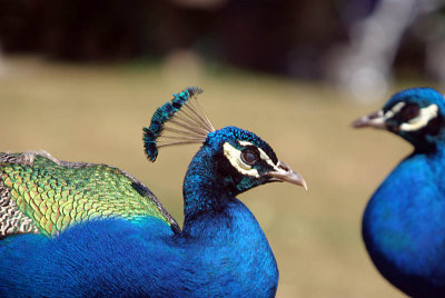 Two Indian Peacocks