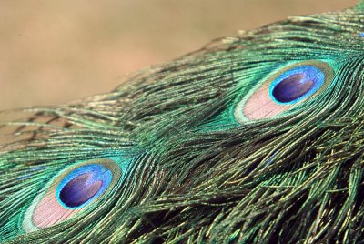 Eyes of a Peacocks Tail Howletts