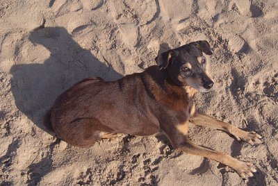 My Beach Dog Palolem