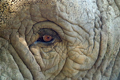 African Elephants Eye 02.jpg