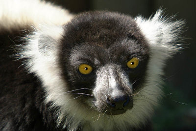 Black and White Ruffed Lemur - Varecia Variegata Variegata - Howletts 08.jpg