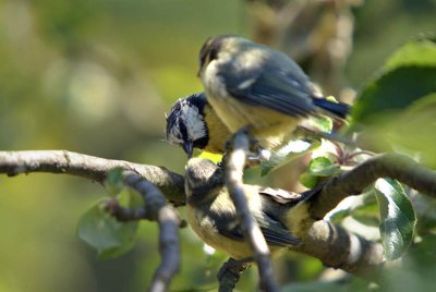 Blue Tit Feeding Young Howletts