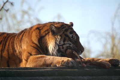 Bengal Indian Tiger - Panthera Tigris Tigris - Howletts 04