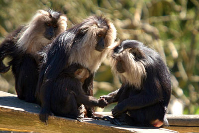 Howletts with Sigma 50-500mm lens