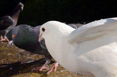 Pesky Pigeons on the Ledge