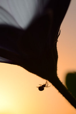 Backlit Spider