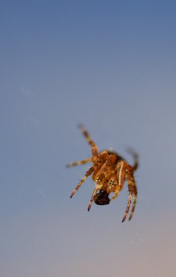 Monsters on the Balcony