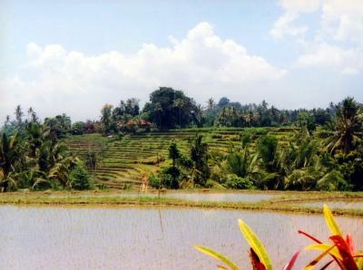 Rice Fields, Bali