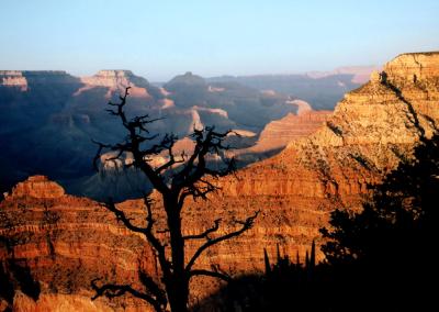 Grand Canyon and Tree, USA
