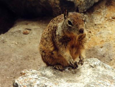 Ground Squirrel, Arizona