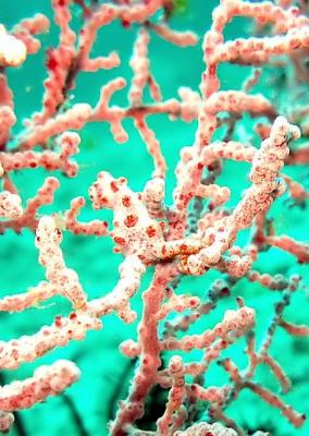 Pygmy Sea Horse