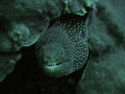 Moray Eel