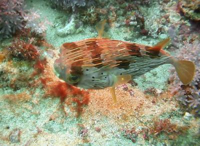 Porcupine Fish