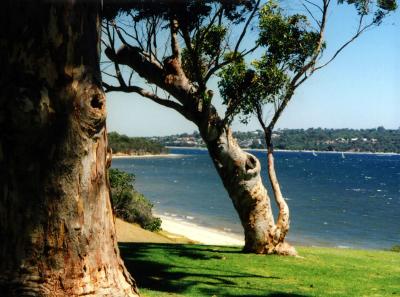 Perth Gum Trees