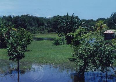 Belize Countryside