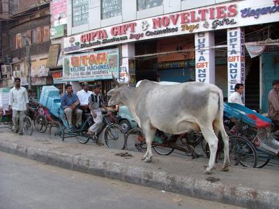 Central Reservation Cow